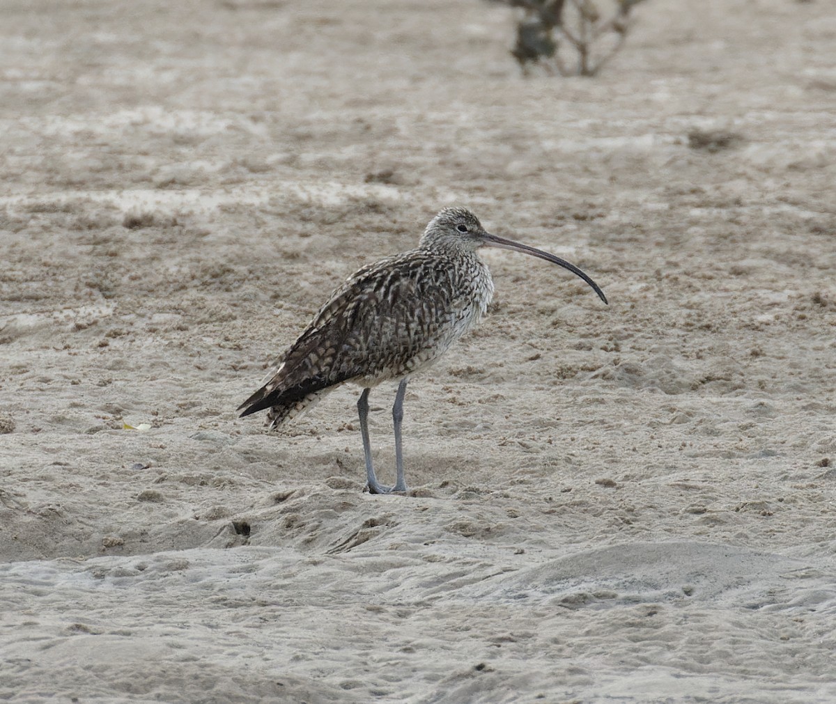 Far Eastern Curlew - ML624314909