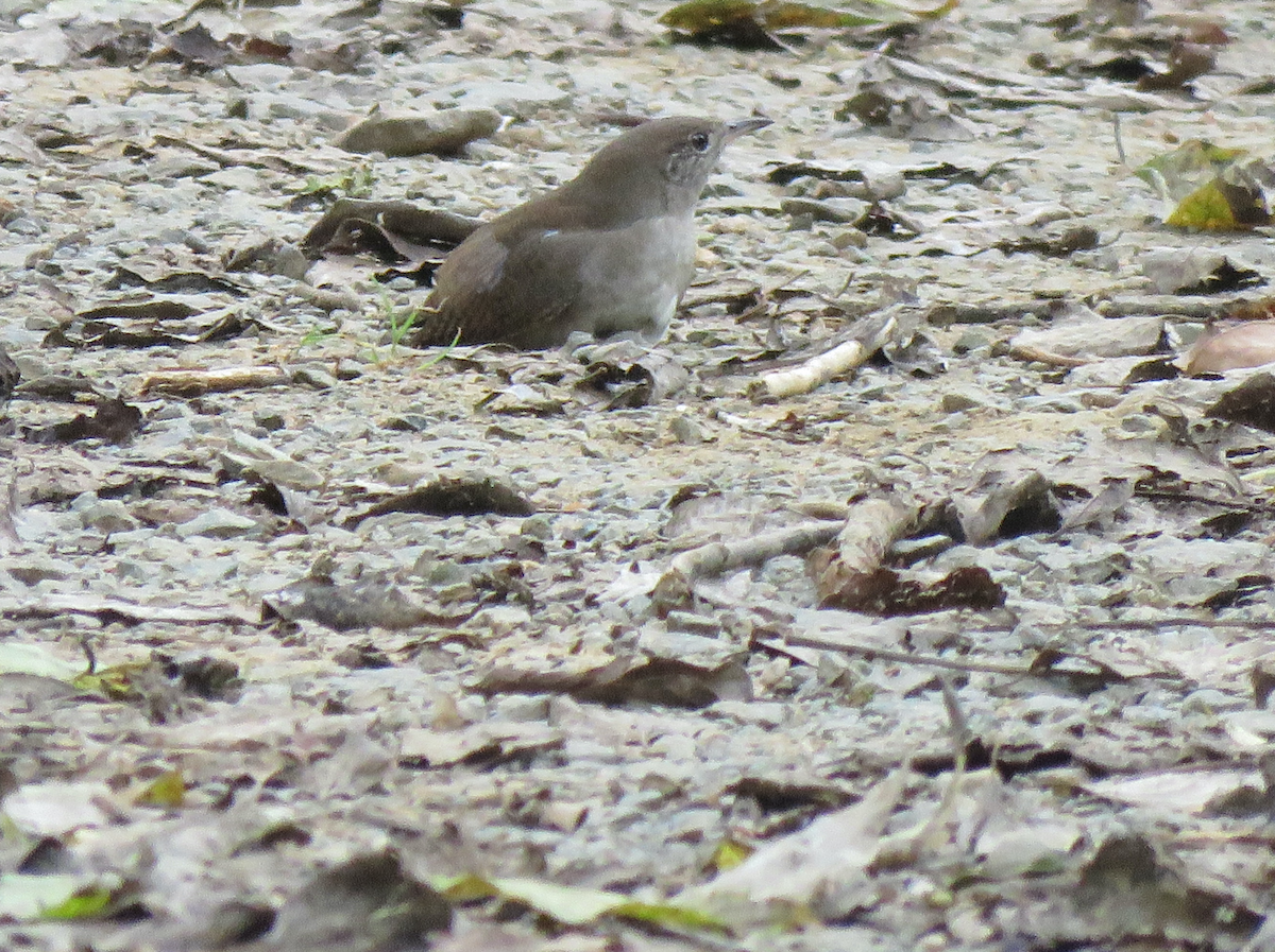 Northern House Wren - ML624314947