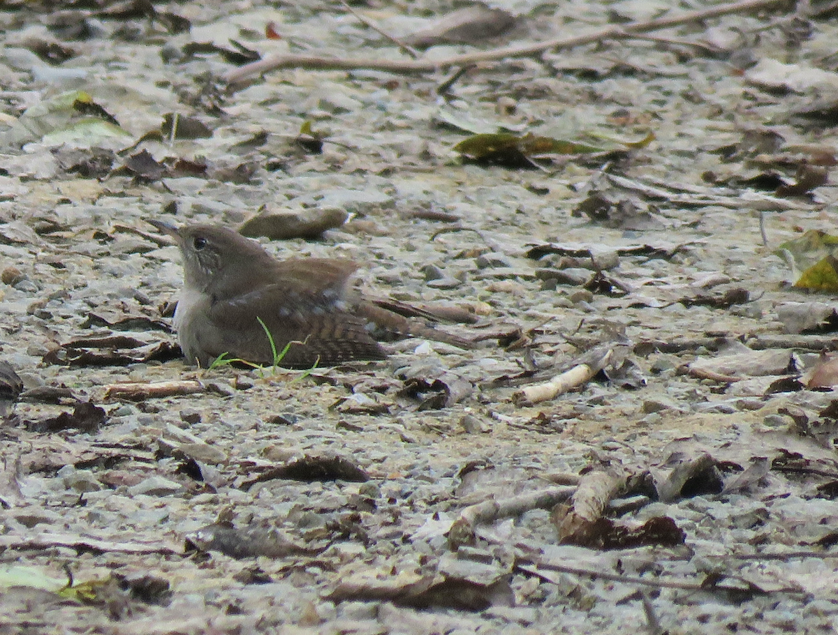 Northern House Wren - ML624314948
