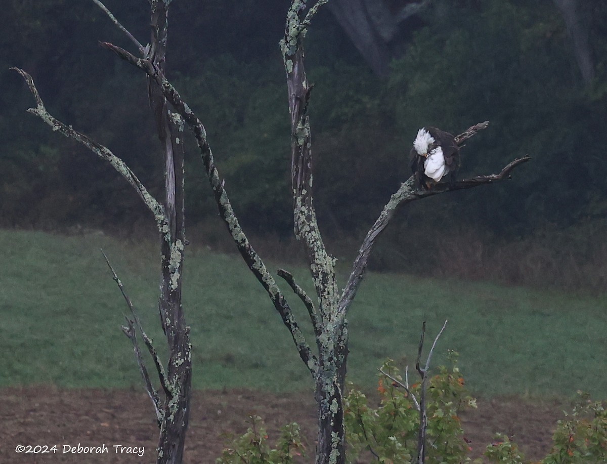 Bald Eagle - ML624314966