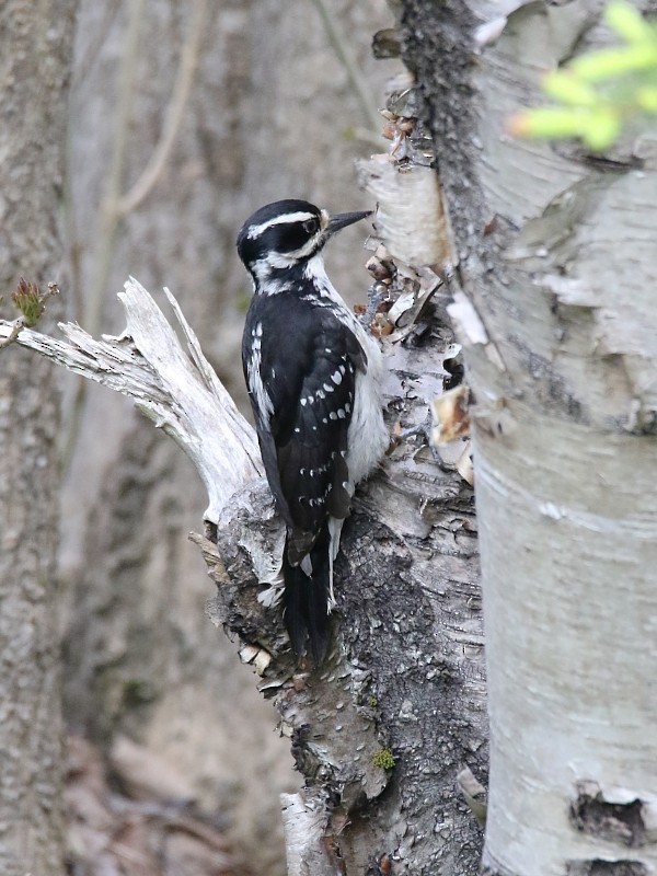 Hairy Woodpecker (Eastern) - ML62431501