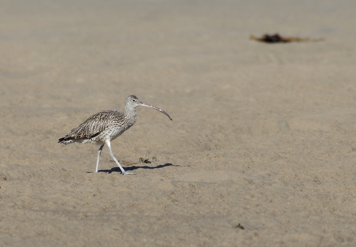 Far Eastern Curlew - ML624315195