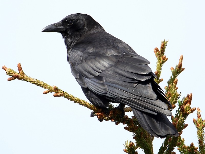 American Crow - ML62431521