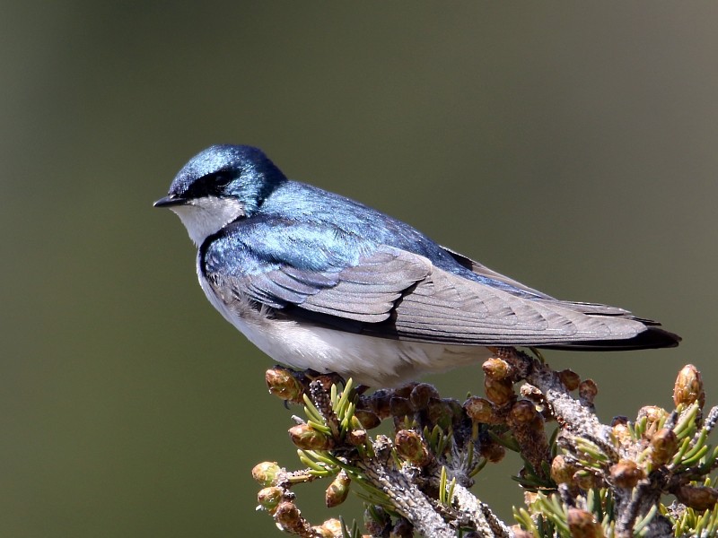 Tree Swallow - ML62431531