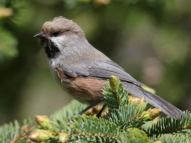 Boreal Chickadee - ML62431551