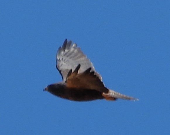 Swainson's Hawk - ML624315523