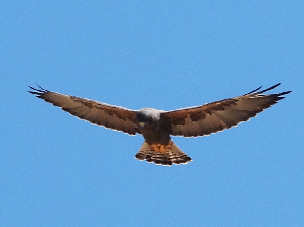 Swainson's Hawk - ML624315524