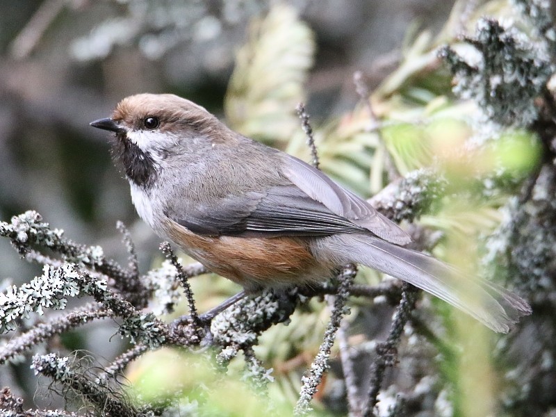 Boreal Chickadee - ML62431561