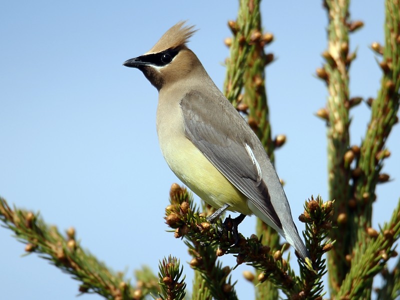 Cedar Waxwing - ML62431571