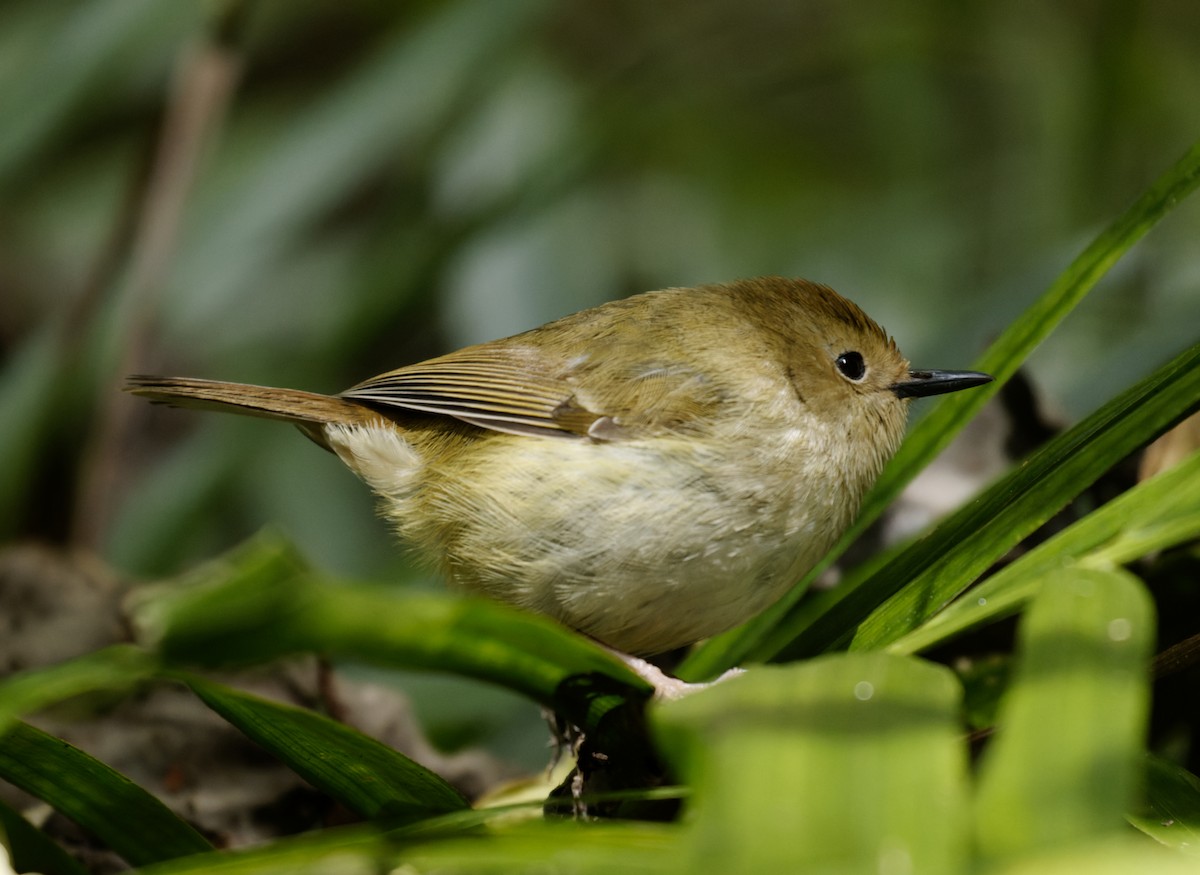 Large-billed Scrubwren - ML624315714