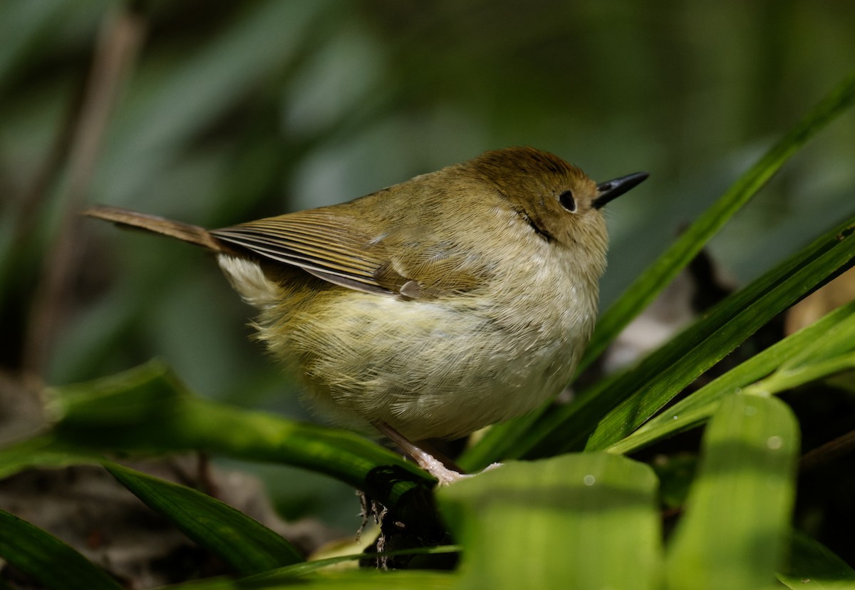 Large-billed Scrubwren - ML624315715