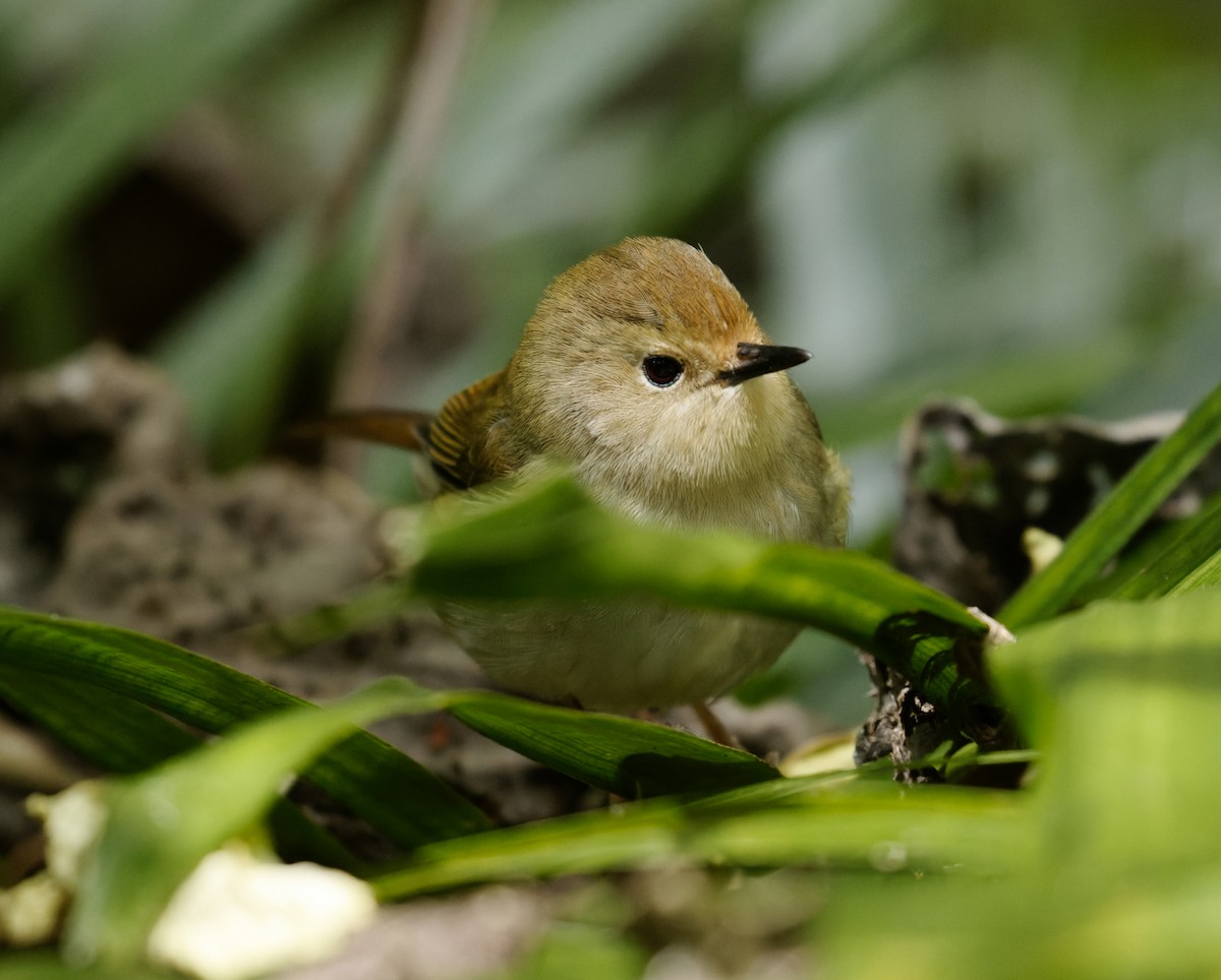 Large-billed Scrubwren - ML624315716