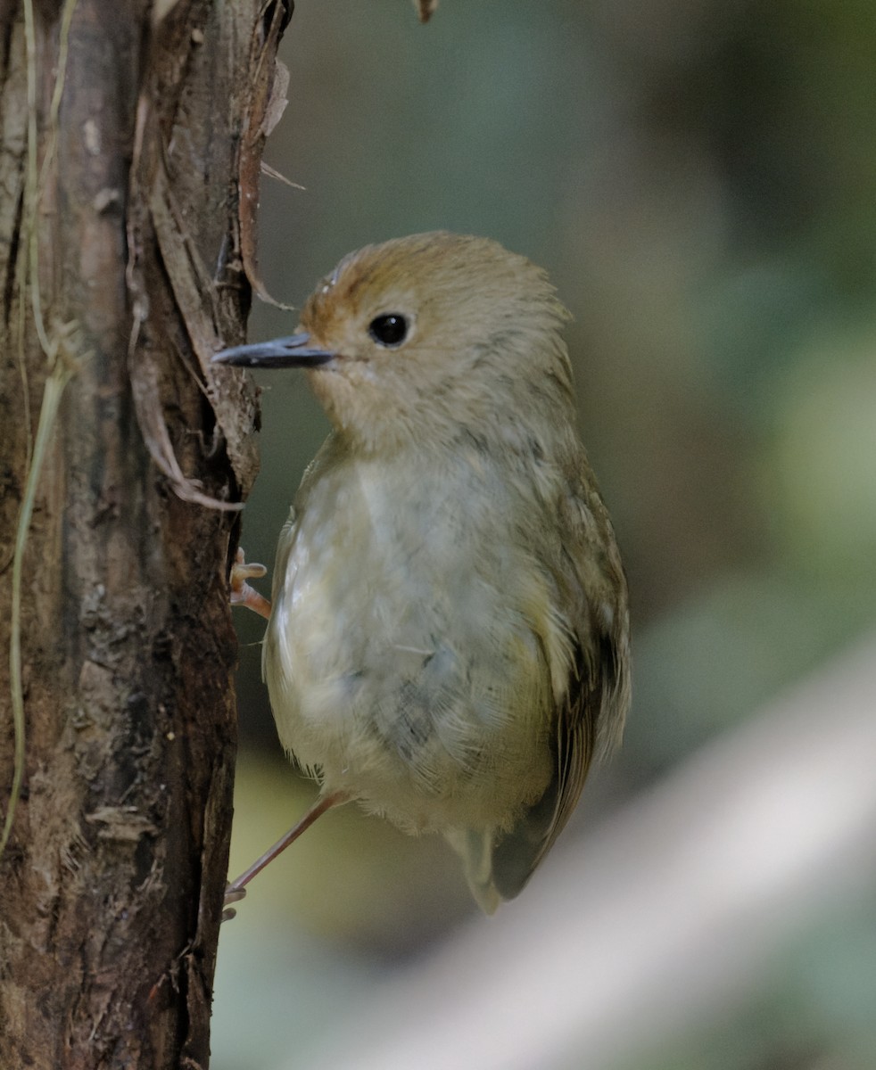 Large-billed Scrubwren - ML624315717