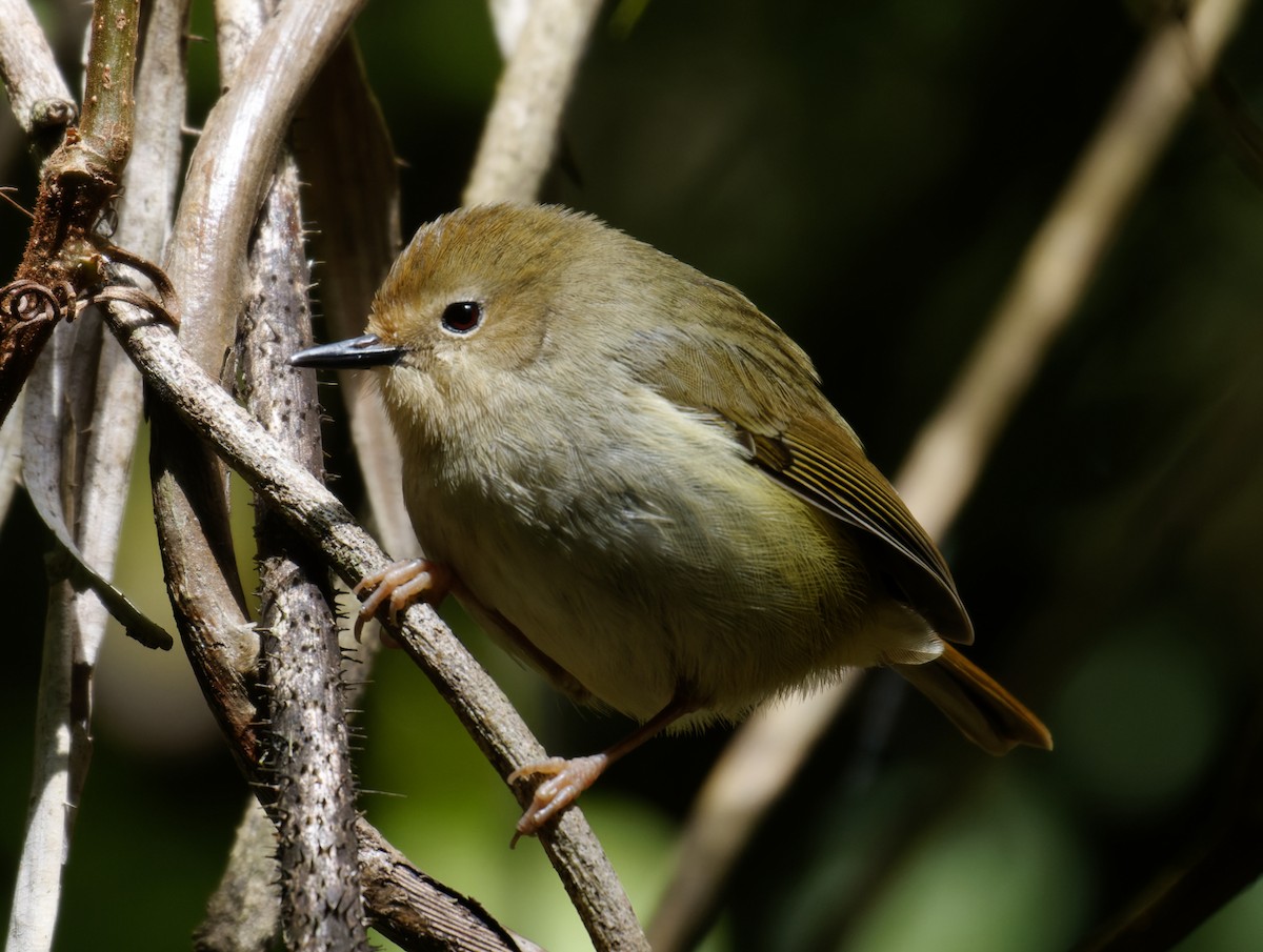 Large-billed Scrubwren - ML624315726