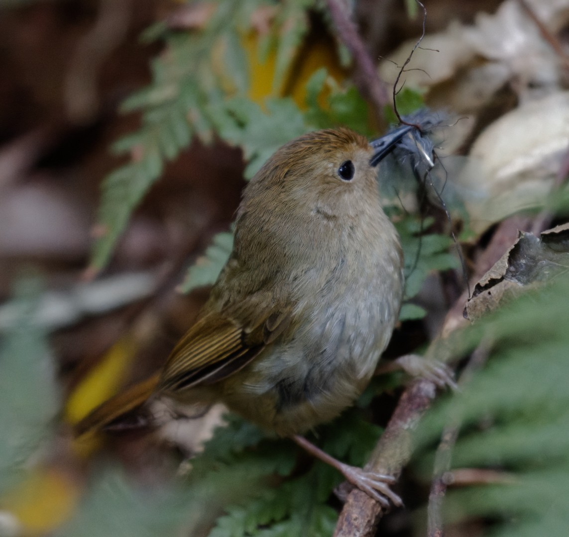 Large-billed Scrubwren - ML624315743