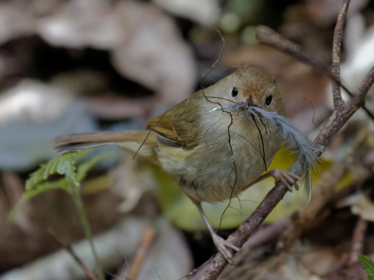 Large-billed Scrubwren - ML624315744