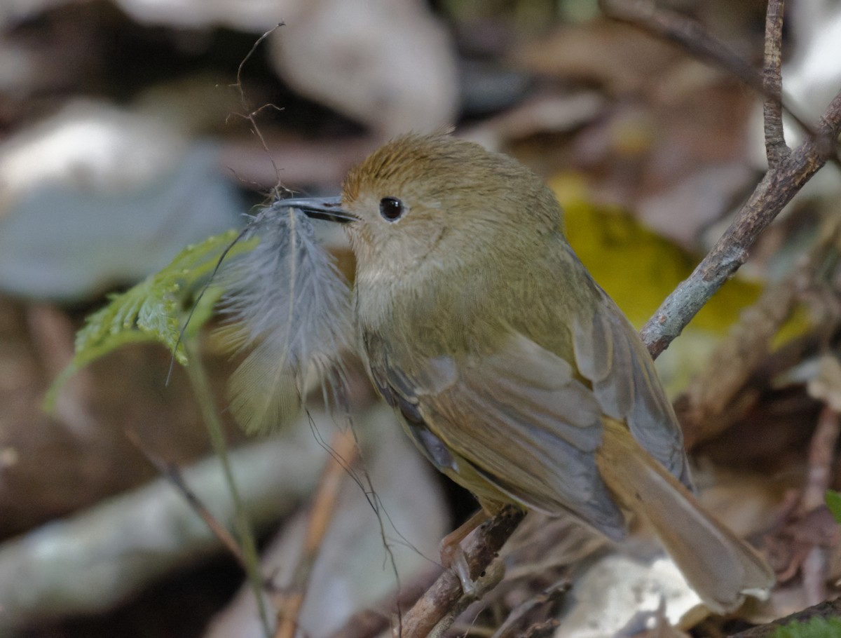 Large-billed Scrubwren - ML624315745