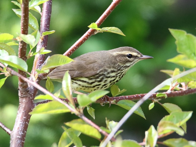 Northern Waterthrush - ML62431581