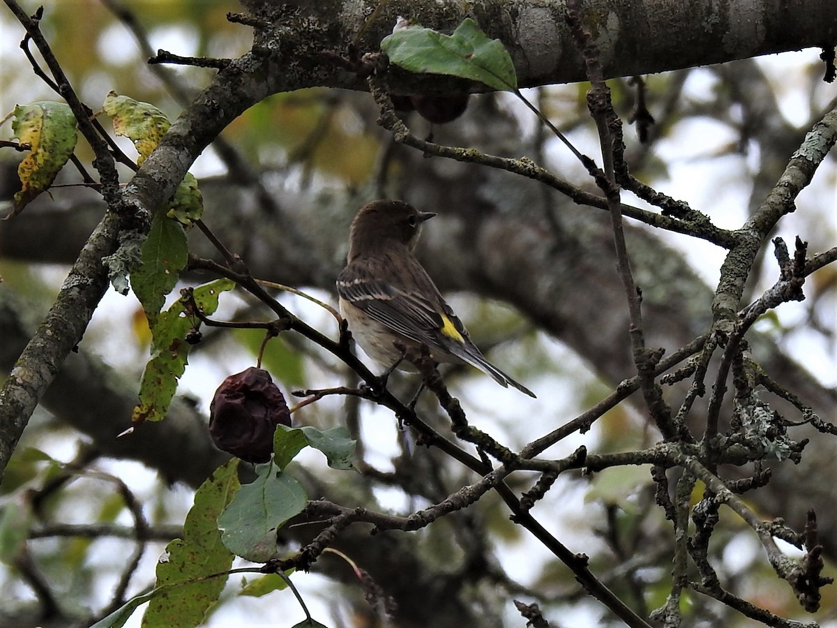 Yellow-rumped Warbler - ML624315960