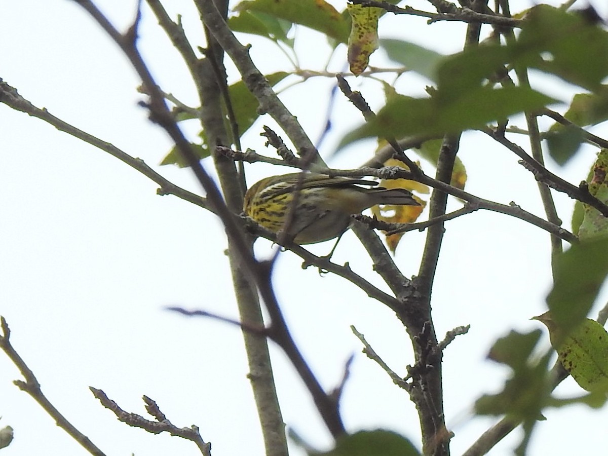 Cape May Warbler - ML624316034