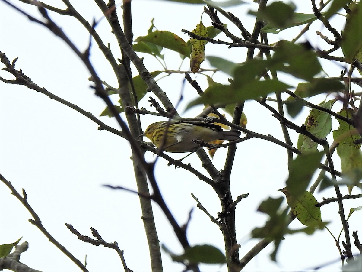 Cape May Warbler - ML624316035