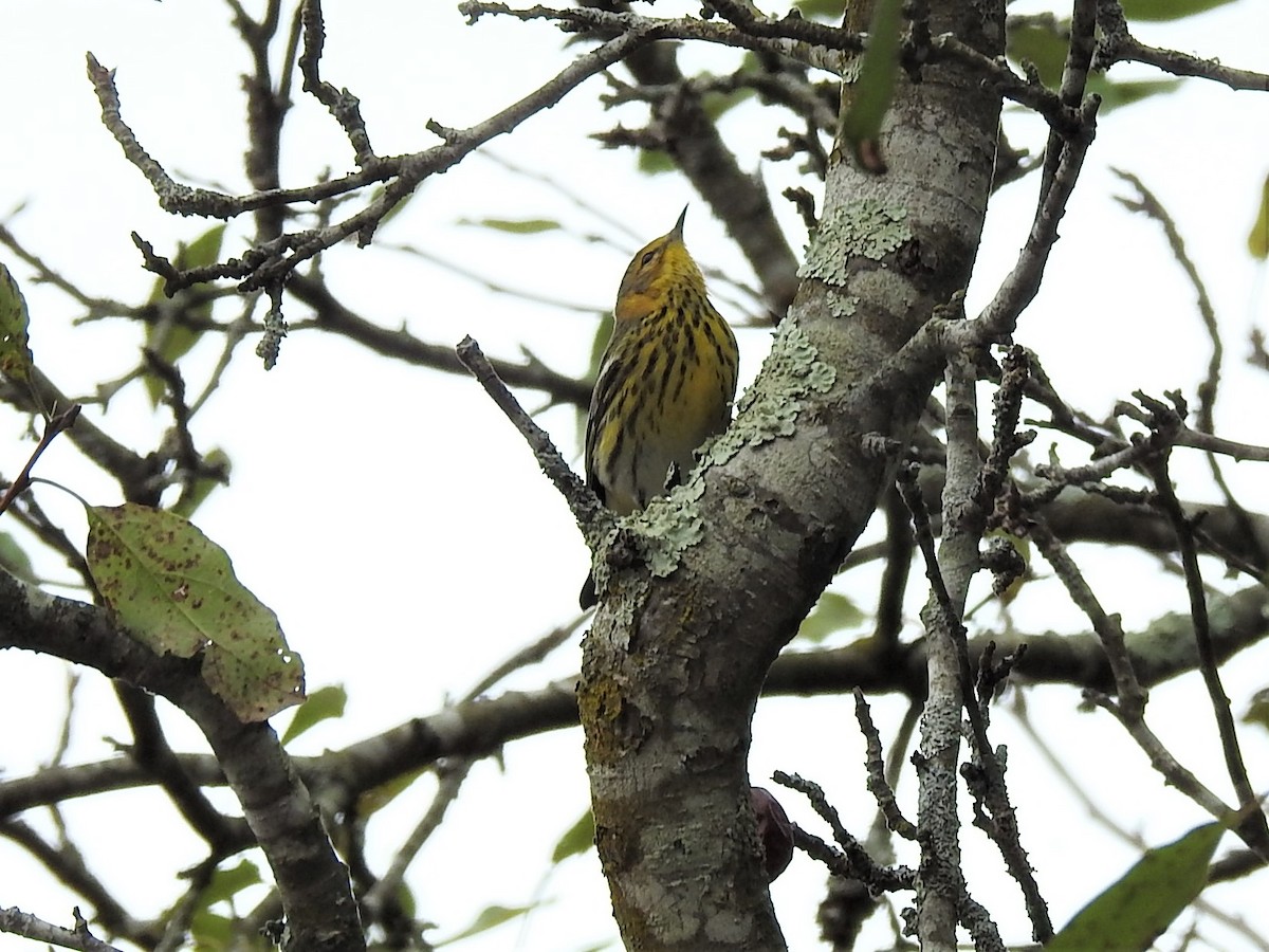 Cape May Warbler - ML624316036