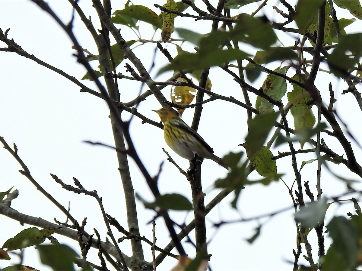 Cape May Warbler - ML624316037