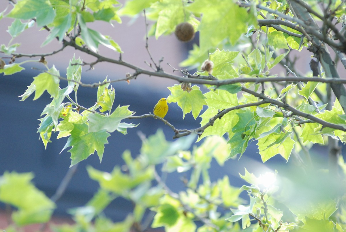 Yellow Warbler (Northern) - ML624316069
