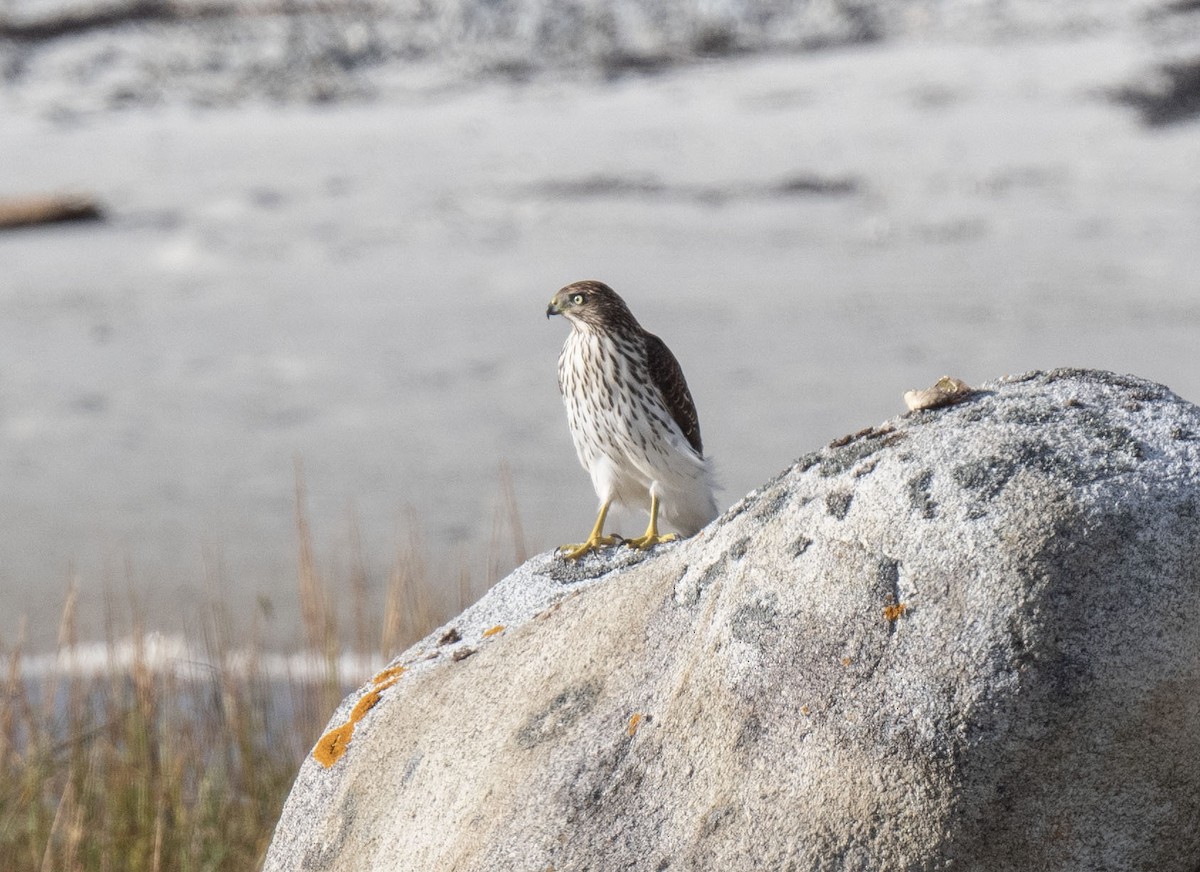 Cooper's Hawk - ML624316507