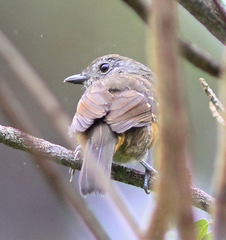 Variable Antshrike - ML62431651