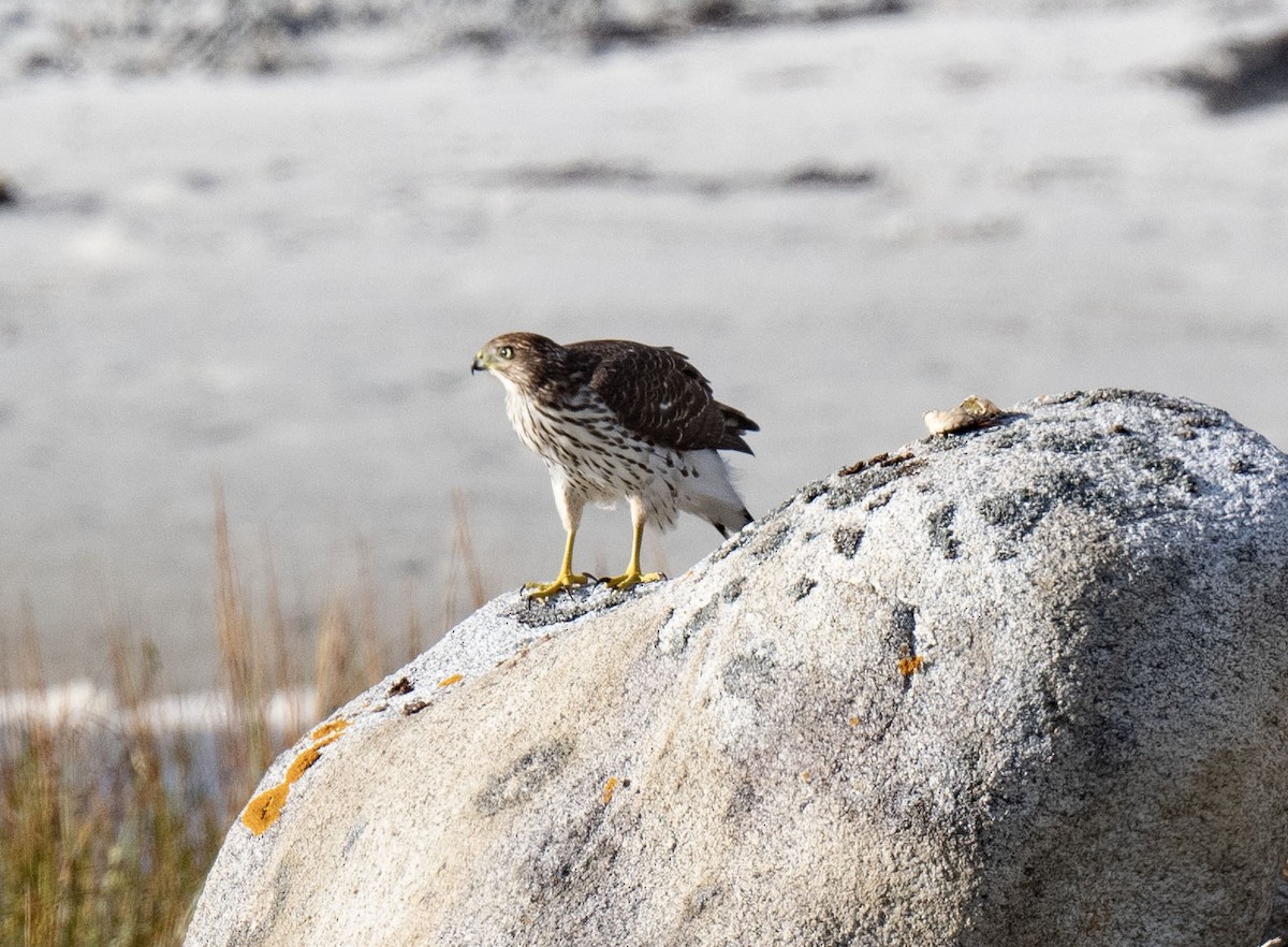 Cooper's Hawk - ML624316514