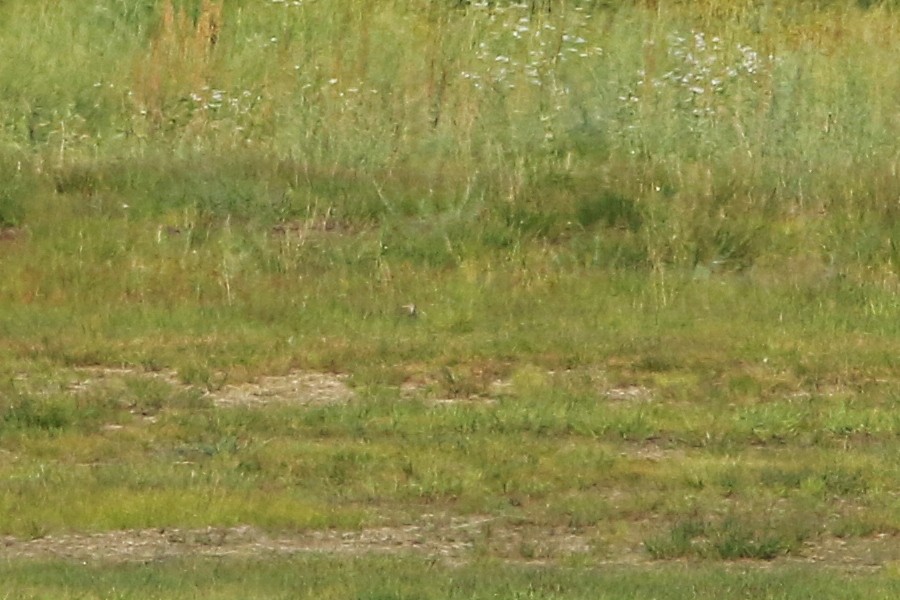 Upland Sandpiper - Russ Smiley