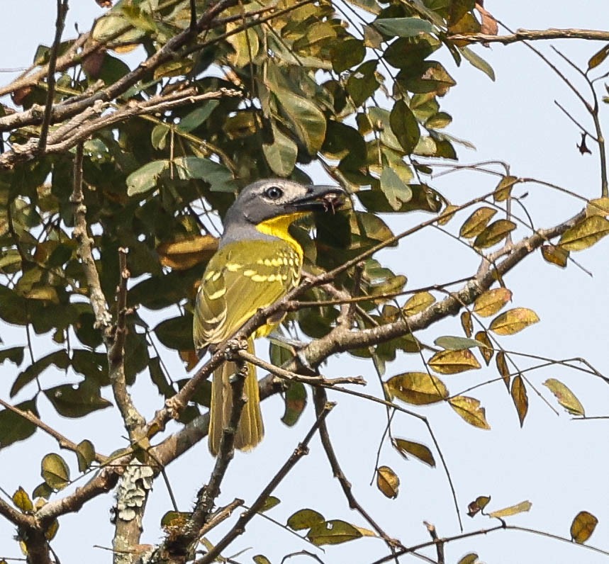 Monteiro's Bushshrike - ML624316738