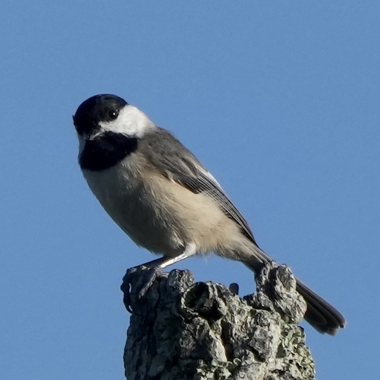 Carolina Chickadee - ML624316892