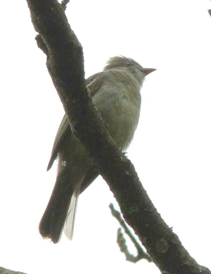 Yellow-bellied Elaenia - ML62431691