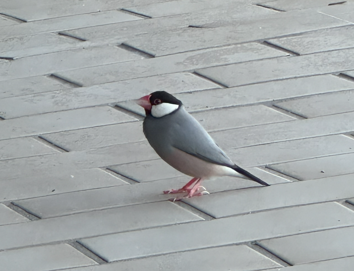 Java Sparrow - ML624316912