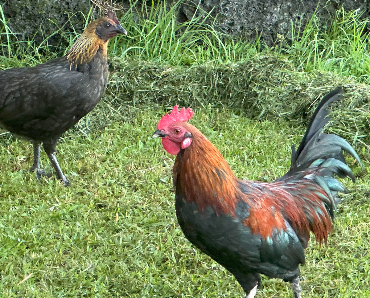 Red Junglefowl (Domestic type) - ML624316967