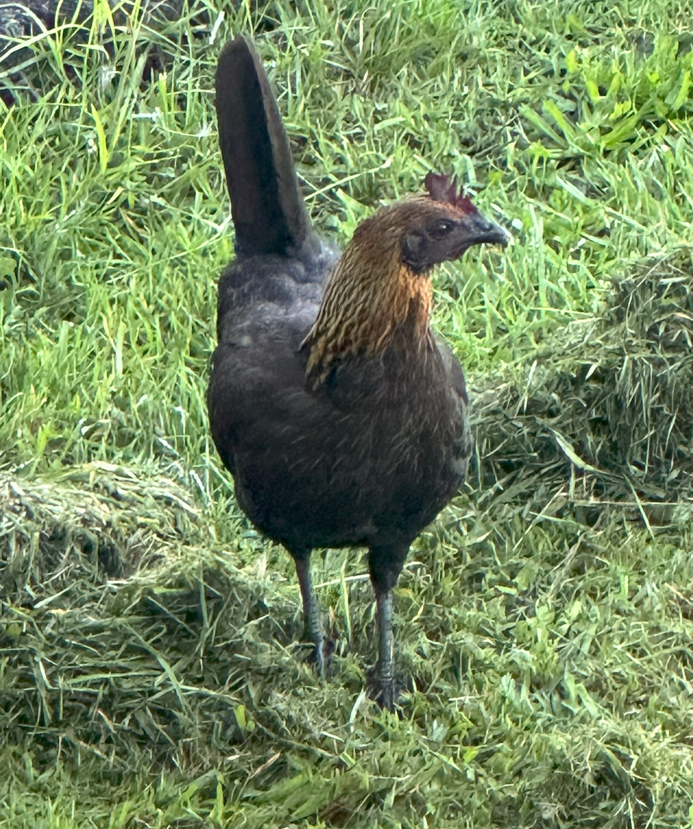 Red Junglefowl (Domestic type) - ML624317004