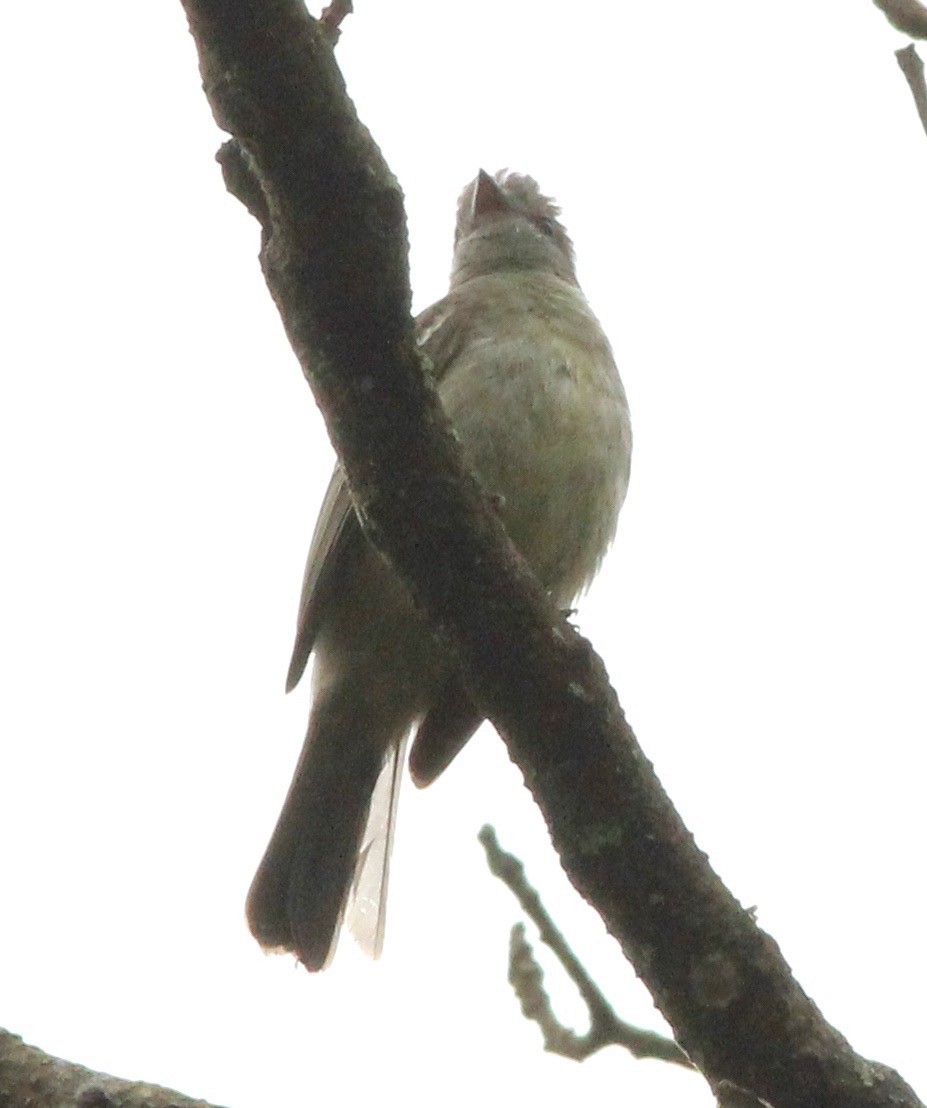 Yellow-bellied Elaenia - ML62431701