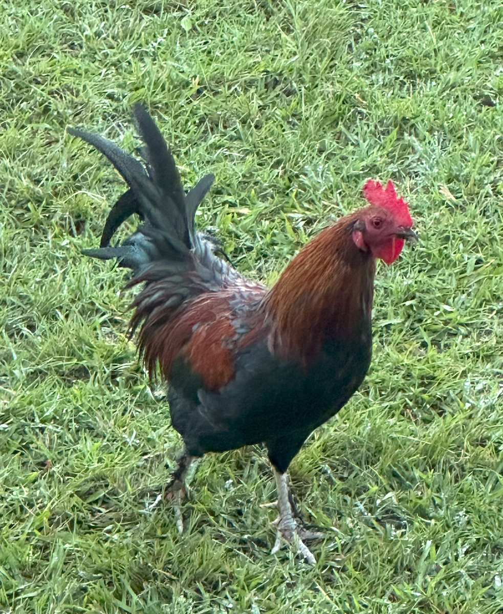 Red Junglefowl (Domestic type) - ML624317019