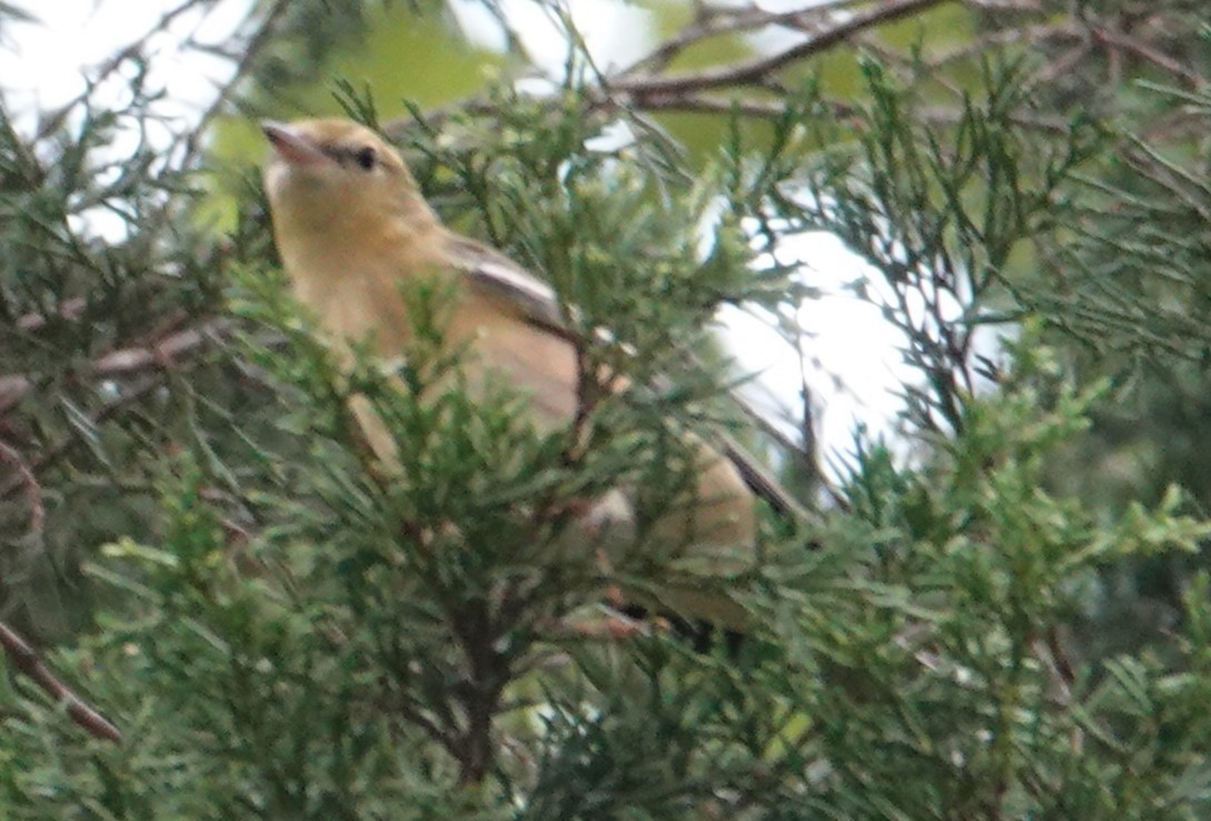 Bay-breasted Warbler - ML624317087