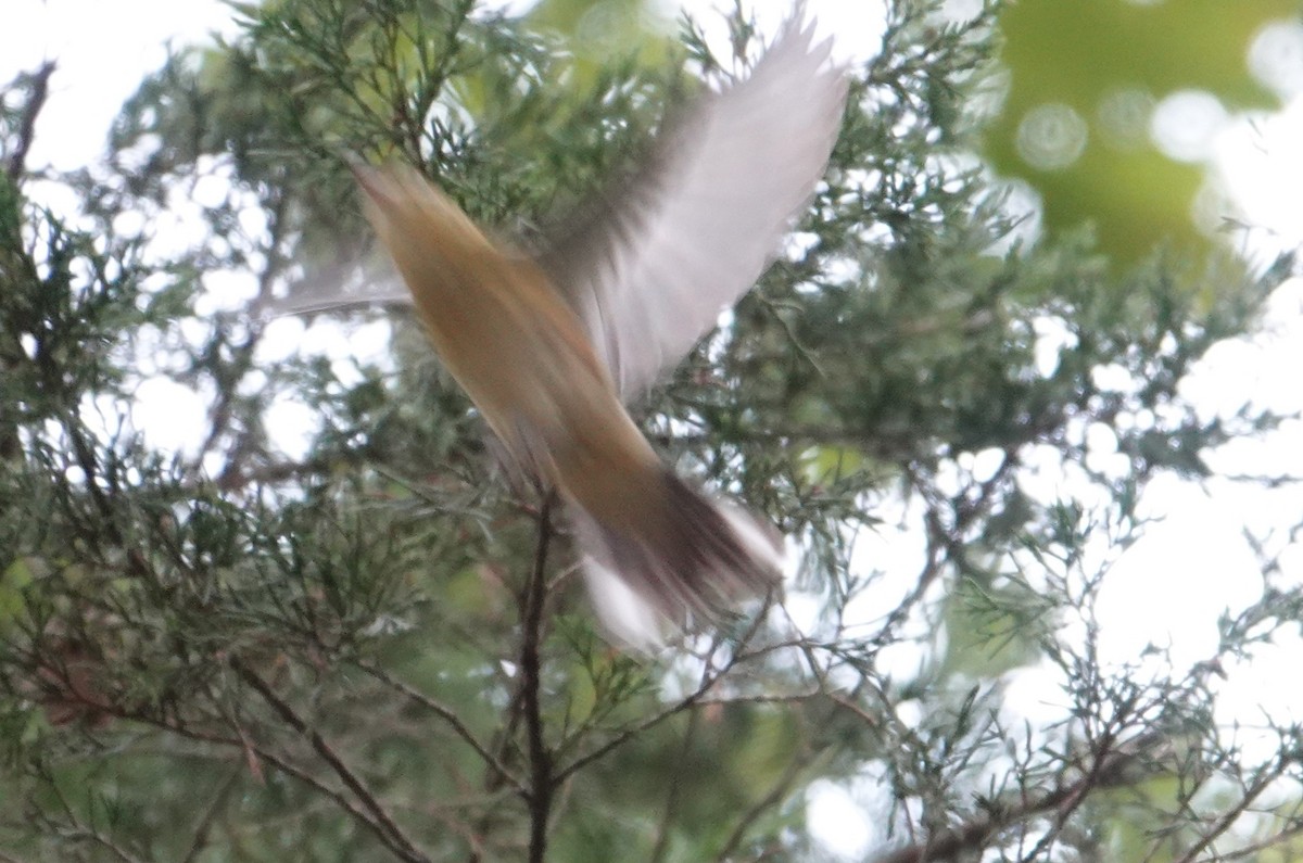 Bay-breasted Warbler - ML624317104