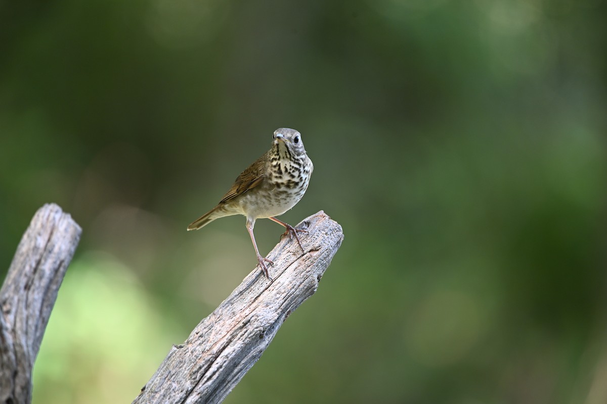 Gray-cheeked Thrush - ML624317189