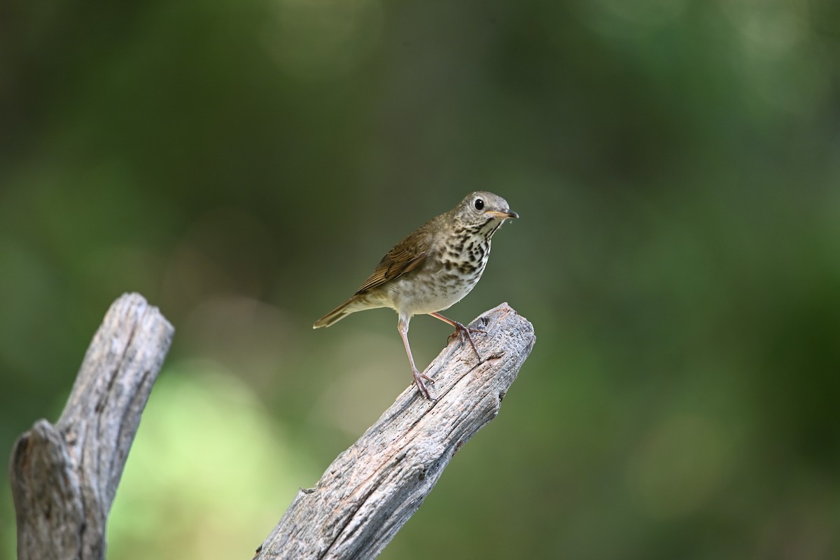 Gray-cheeked Thrush - ML624317190