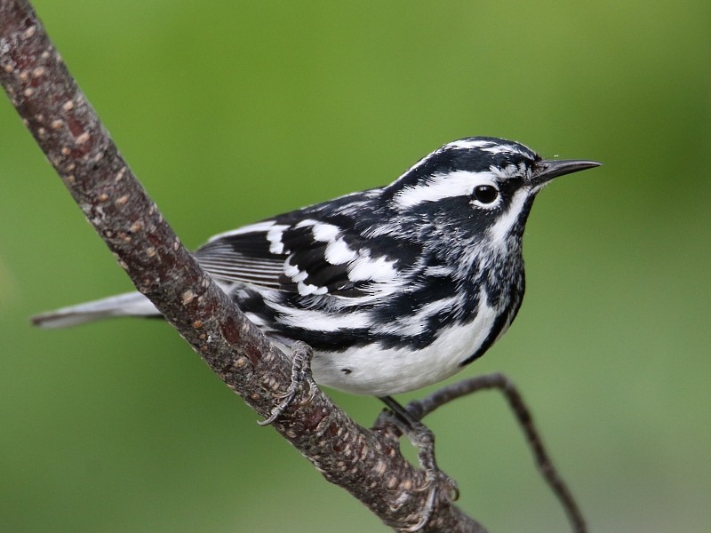 Black-and-white Warbler - ML62431731