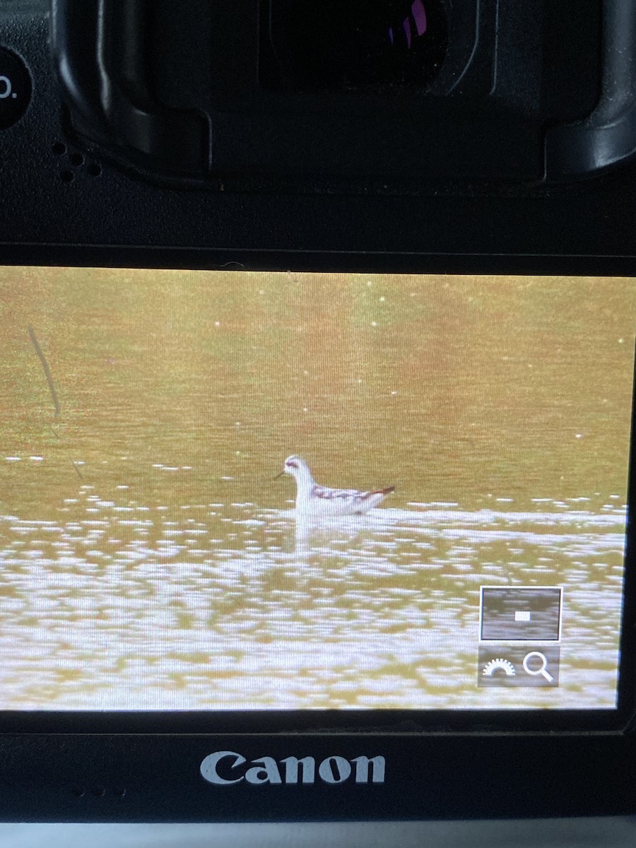 アカエリヒレアシシギ - ML624317345