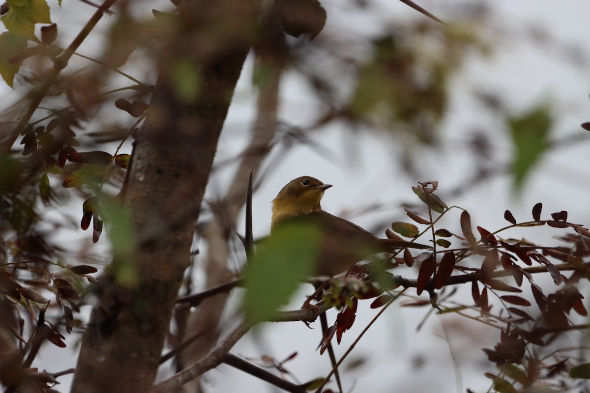 Common Yellowthroat - ML624317529