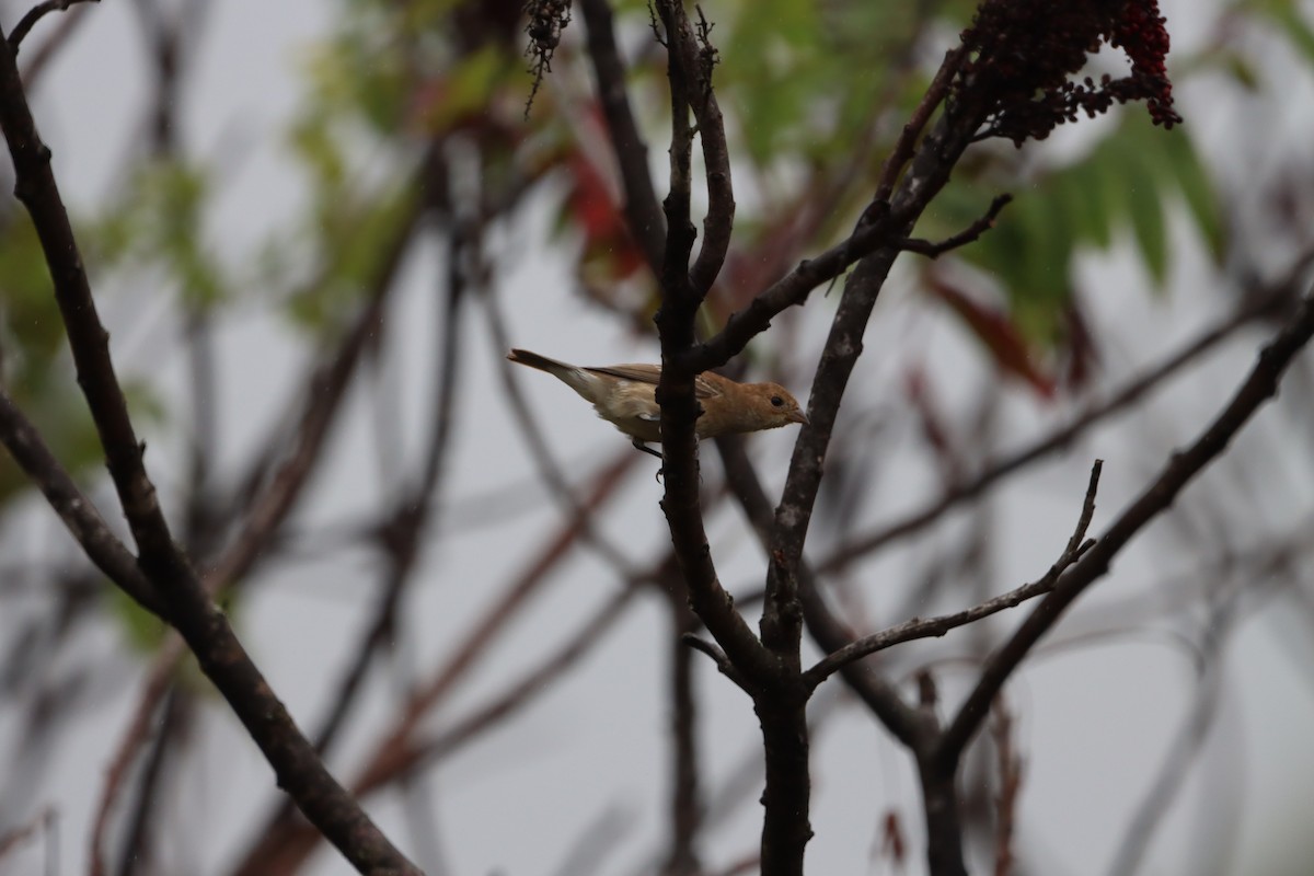 Indigo Bunting - ML624317542