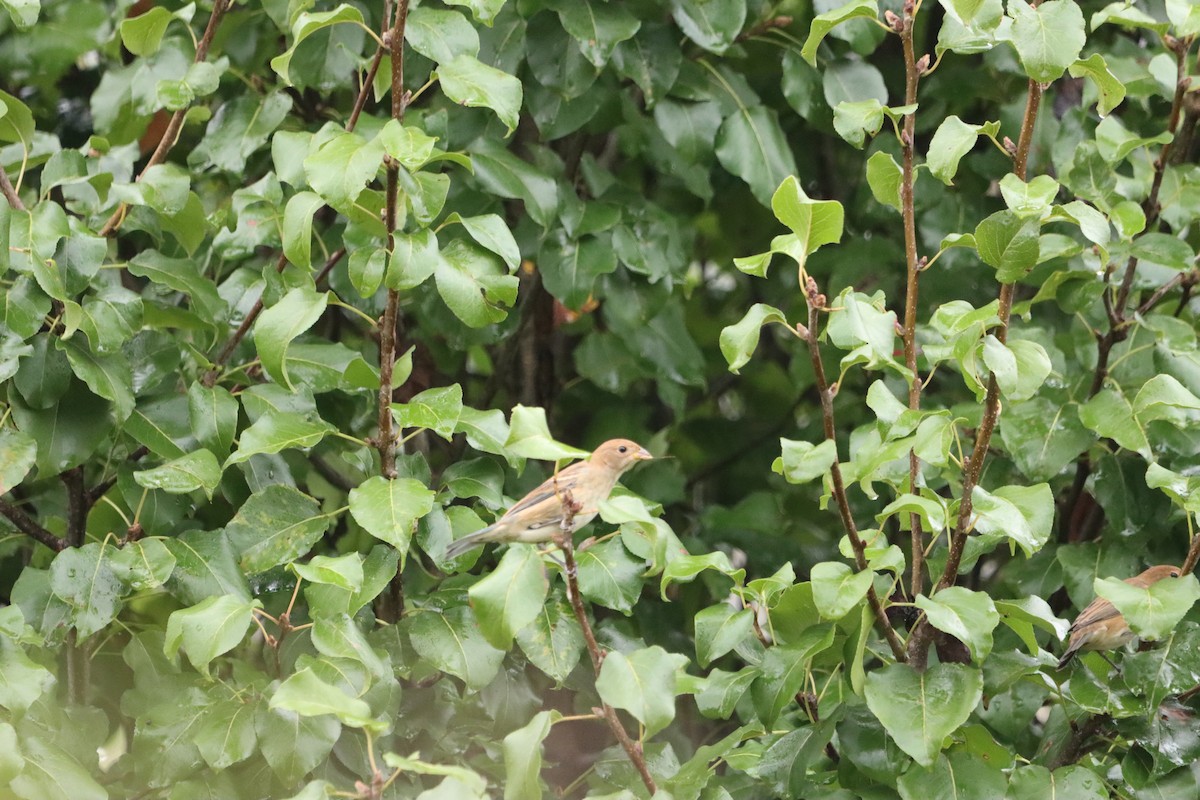 Indigo Bunting - ML624317567