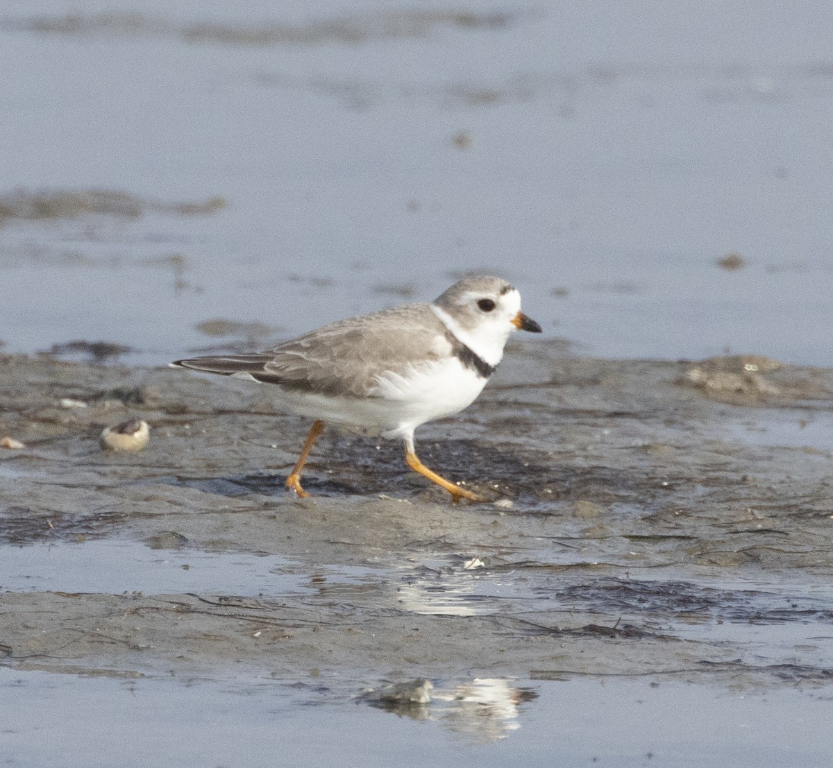 Piping Plover - ML624317581
